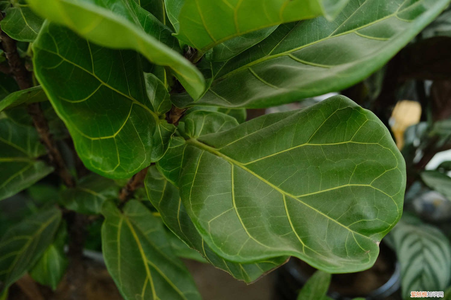 琴叶榕掉叶子发黄 琴叶榕黄叶枯萎怎么办