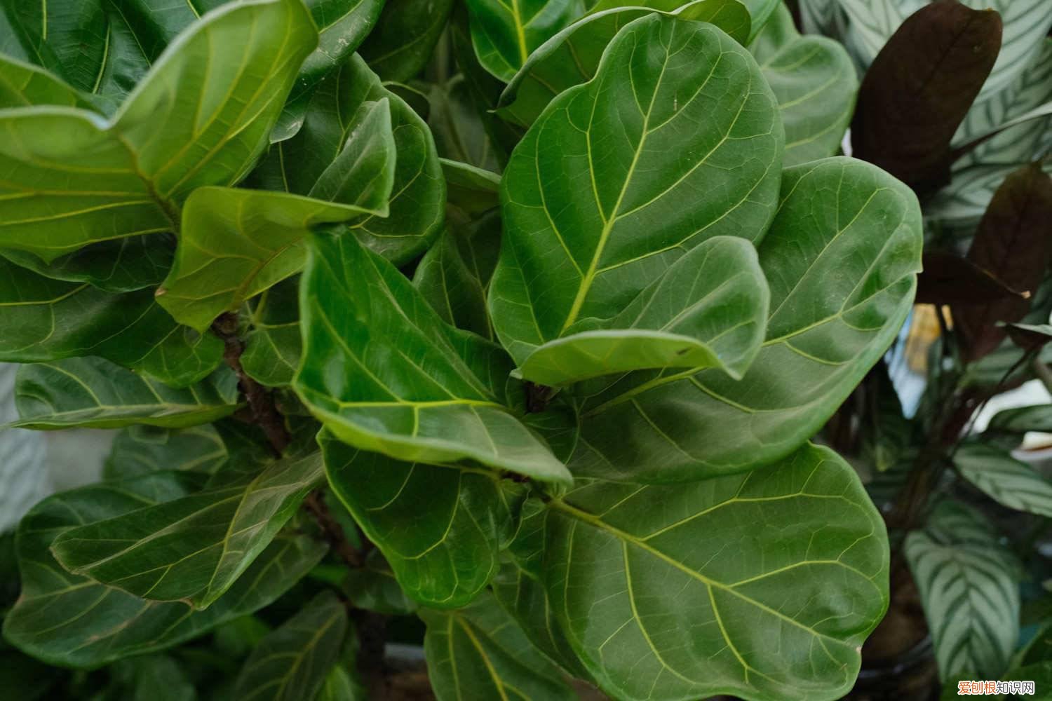 琴叶榕掉叶子发黄 琴叶榕黄叶枯萎怎么办