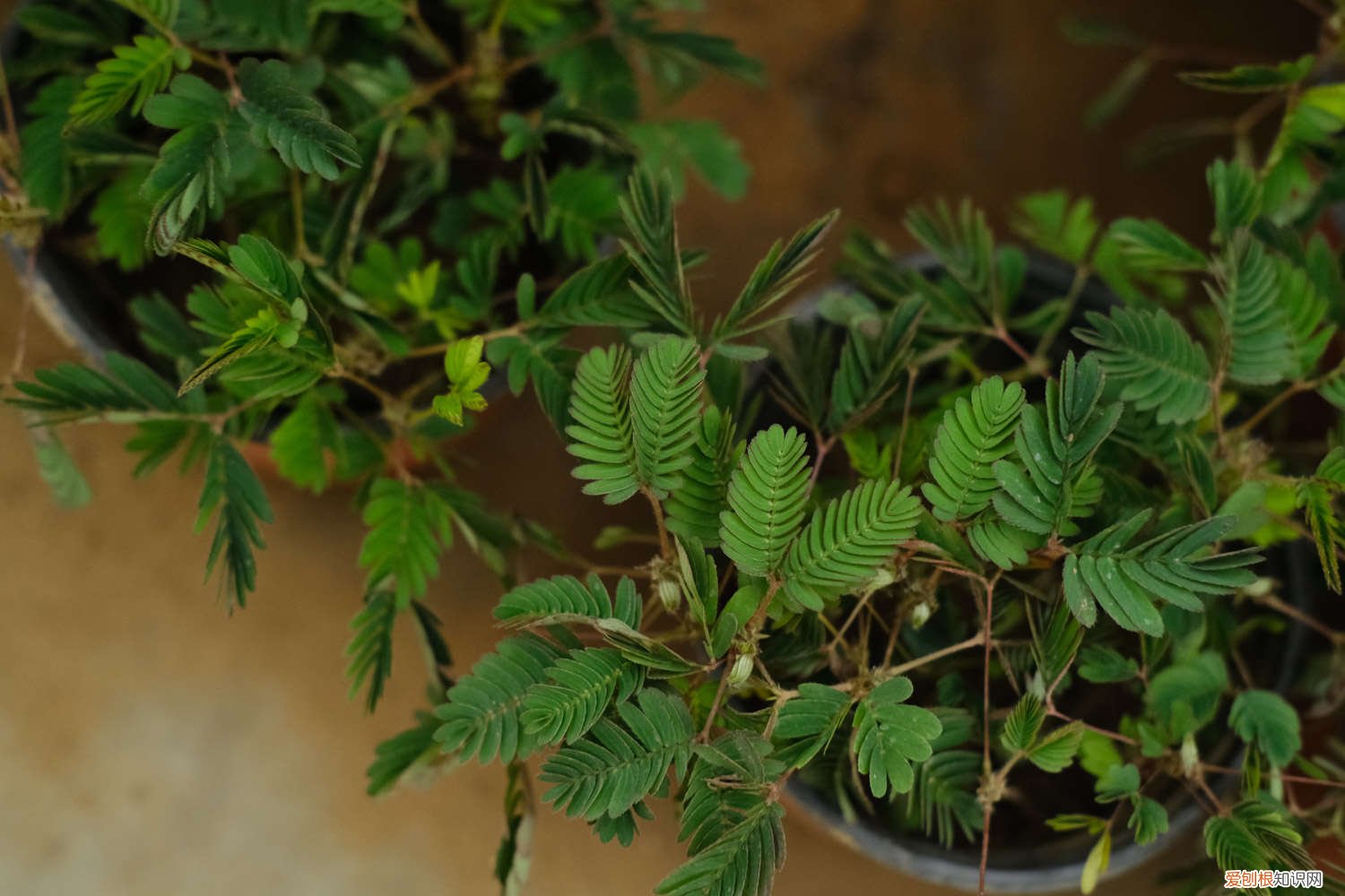 含羞草叶子发黄怎么办? 含羞草叶子发黄怎么办