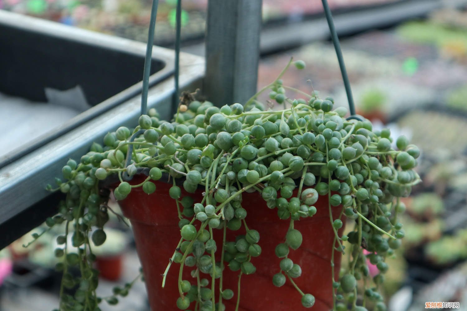 佛珠叶子干瘪了怎么办 佛珠干瘪了怎么办?