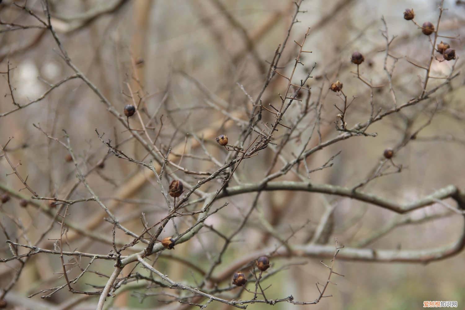 紫薇树生虫枝干发黑 紫薇树长黑叶怎么办？处理方法是关键！