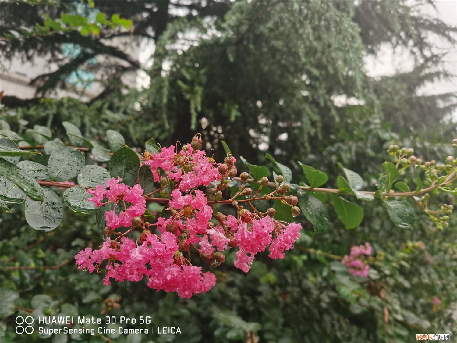 紫薇树生虫枝干发黑 紫薇树长黑叶怎么办？处理方法是关键！