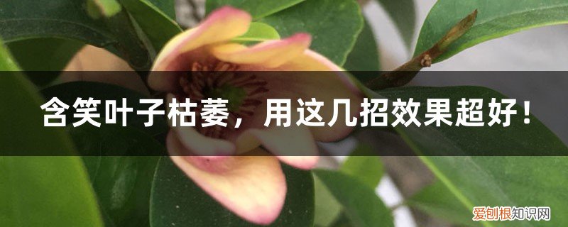 含笑叶枯病 含笑叶子枯萎,用这几招效果超好!