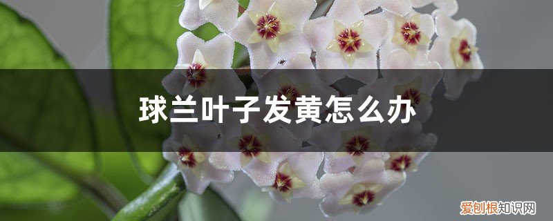 球兰花黄叶怎么办 球兰叶子发黄怎么办
