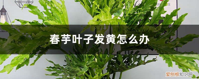 香芋叶子变黄,解决 春芋叶子发黄这样做,分分钟变得绿油油!