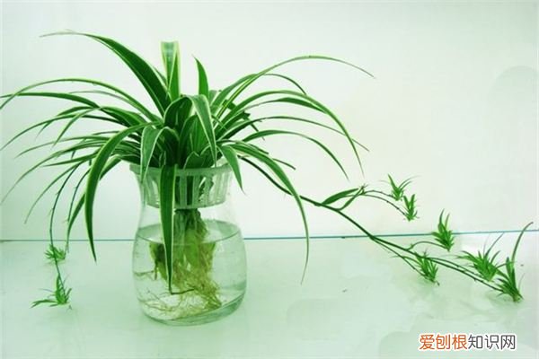 水培花卉叶发黄了怎么解决? 水培花卉这样做,保证黄叶不出现!