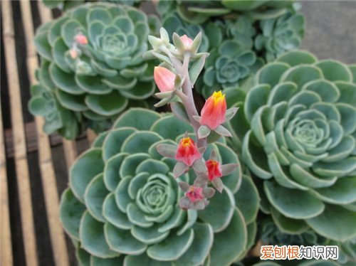 石莲花能吃吗 石莲花有哪些价值
