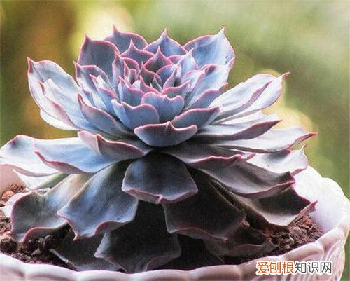 石莲花能吃吗 石莲花有哪些价值