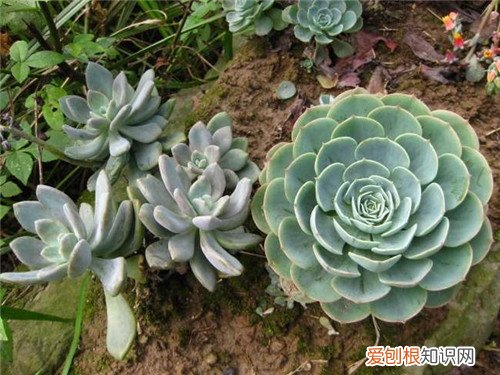 石莲花能吃吗 石莲花有哪些价值