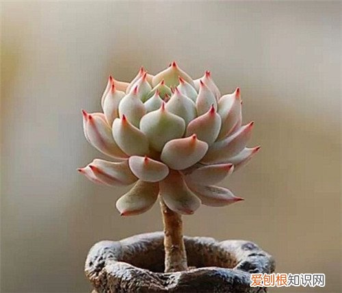 石莲花能吃吗 石莲花有哪些价值
