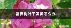富贵树叶子发黄怎么办水养 富贵树叶子发黄怎么办