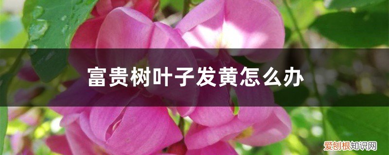 富贵树叶子发黄怎么办水养 富贵树叶子发黄怎么办