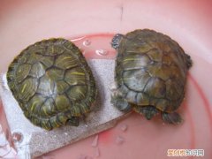 乌龟的饲养方法 教你怎样正确的养乌龟