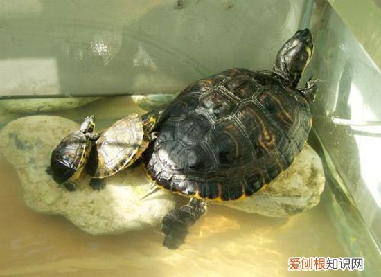 乌龟的饲养方法 教你怎样正确的养乌龟