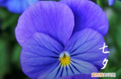 2023七夕节有没有假期 2023七夕情人节放假几天