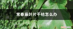 常春藤枝叶干枯 常春藤叶片干枯怎么办