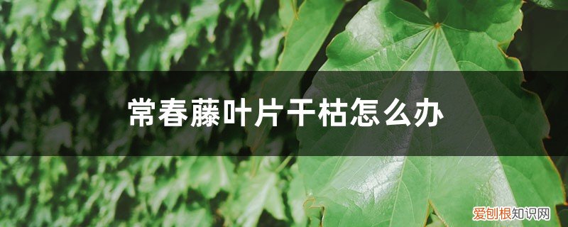 常春藤枝叶干枯 常春藤叶片干枯怎么办