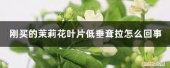 为何茉莉花新叶有点皱 刚买的茉莉花叶片低垂耷拉怎么回事