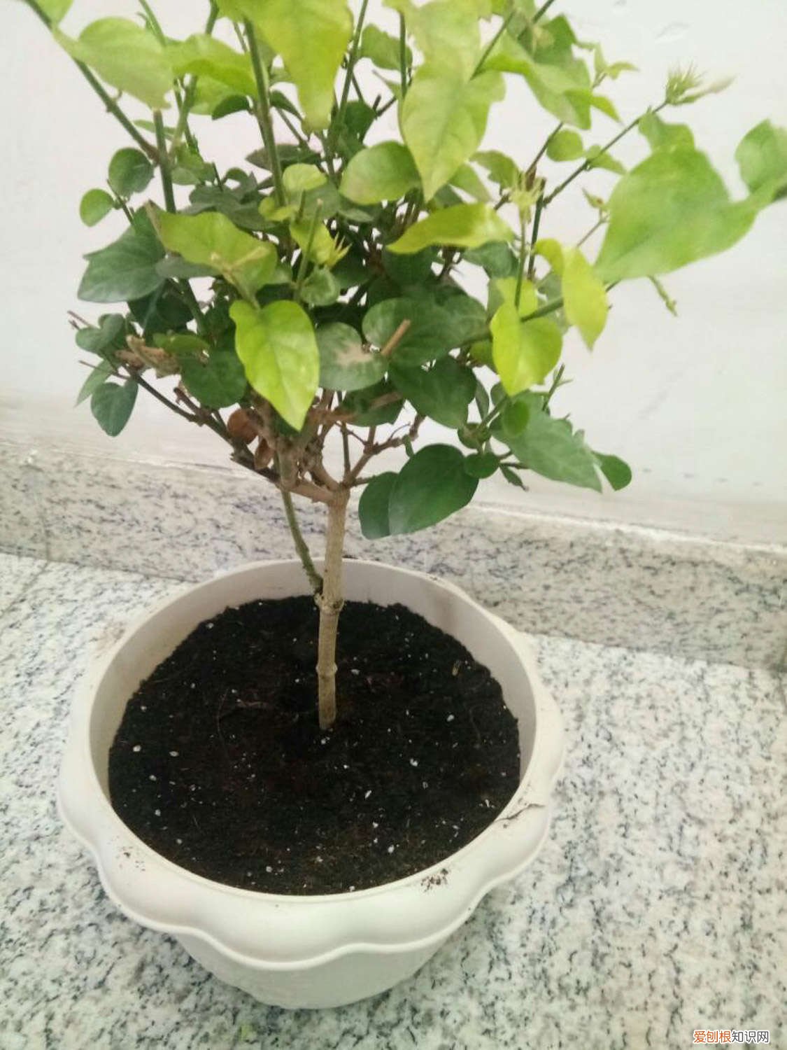 为何茉莉花新叶有点皱 刚买的茉莉花叶片低垂耷拉怎么回事