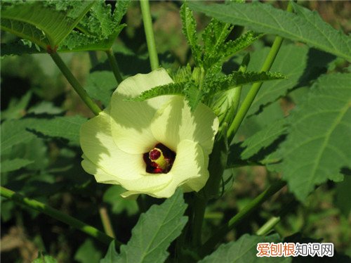 黄秋葵花可以吃吗 黄秋葵花有什么价值