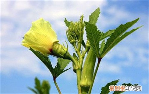 黄秋葵花可以吃吗 黄秋葵花有什么价值