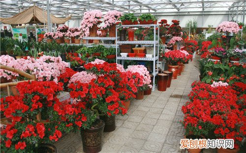 长春花卉市场的花便宜吗 怎样在市场里面挑选花