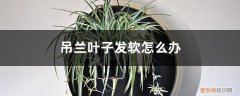 吊兰怎么叶子软软的是什么原因 吊兰叶子发软怎么办