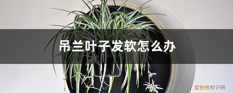 吊兰怎么叶子软软的是什么原因 吊兰叶子发软怎么办