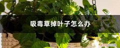 吸毒草掉叶子怎么办视频 吸毒草掉叶子怎么办