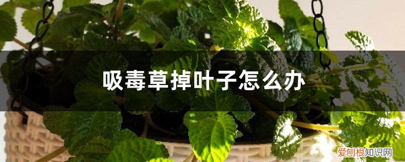 吸毒草掉叶子怎么办视频 吸毒草掉叶子怎么办