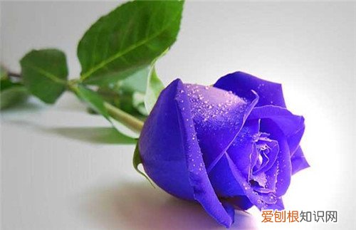 一朵玫瑰花代表什么意思 送玫瑰花的这些讲究