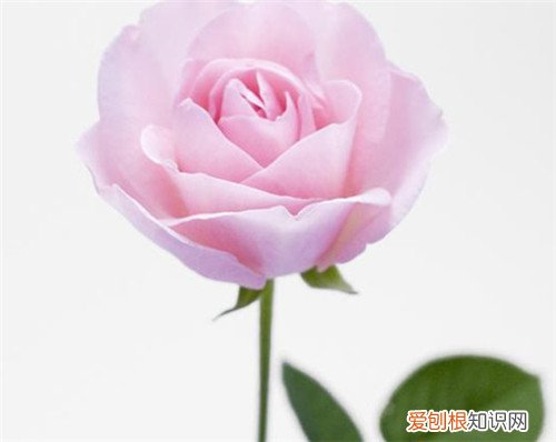 一朵玫瑰花代表什么意思 送玫瑰花的这些讲究