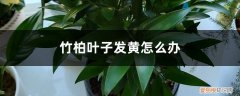 竹柏叶子红褐色怎么办 竹柏叶子发黄怎么办