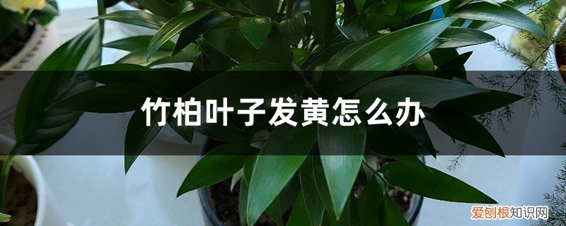 竹柏叶子红褐色怎么办 竹柏叶子发黄怎么办
