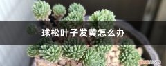 球松叶子发黄发干 球松叶子发黄怎么办