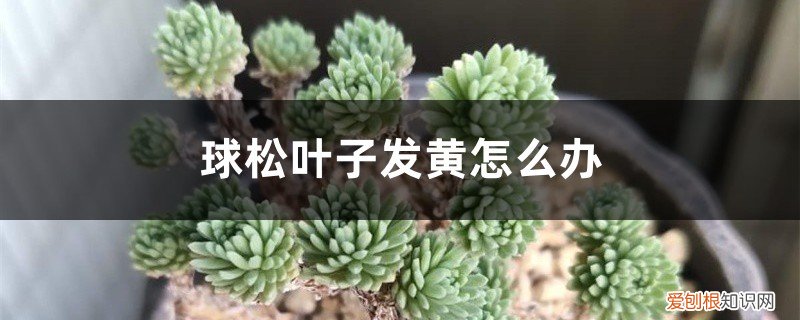 球松叶子发黄发干 球松叶子发黄怎么办