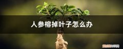 人参榕叶子发黄掉叶子怎么办 人参榕掉叶子怎么办