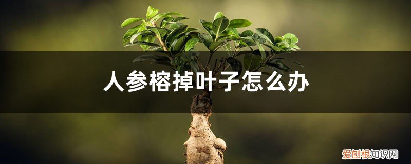 人参榕叶子发黄掉叶子怎么办 人参榕掉叶子怎么办