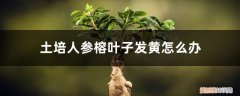 人参榕叶子黄了怎么办 土培人参榕叶子发黄怎么办