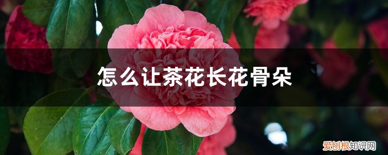 茶花骨朵太多需要处理掉一些吗 怎么让茶花长花骨朵，花骨朵太多怎么办