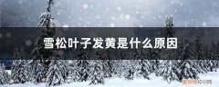 雪松叶子发黄是什么原因呢 雪松叶子发黄是什么原因