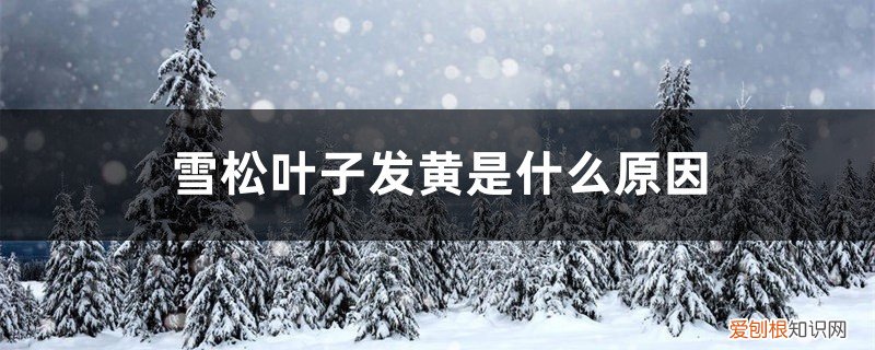 雪松叶子发黄是什么原因呢 雪松叶子发黄是什么原因