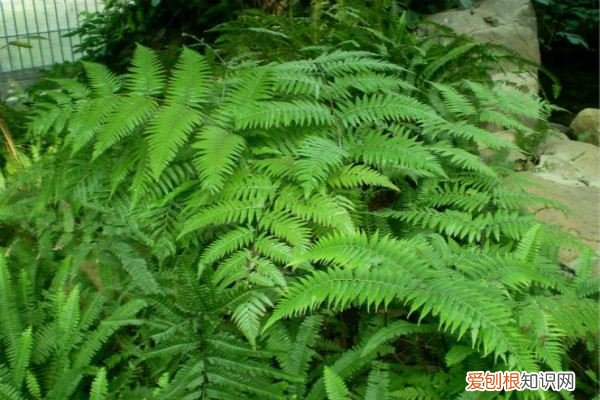 蕨类植物黄叶,烂根怎么办呢 蕨类植物黄叶、烂根怎么办