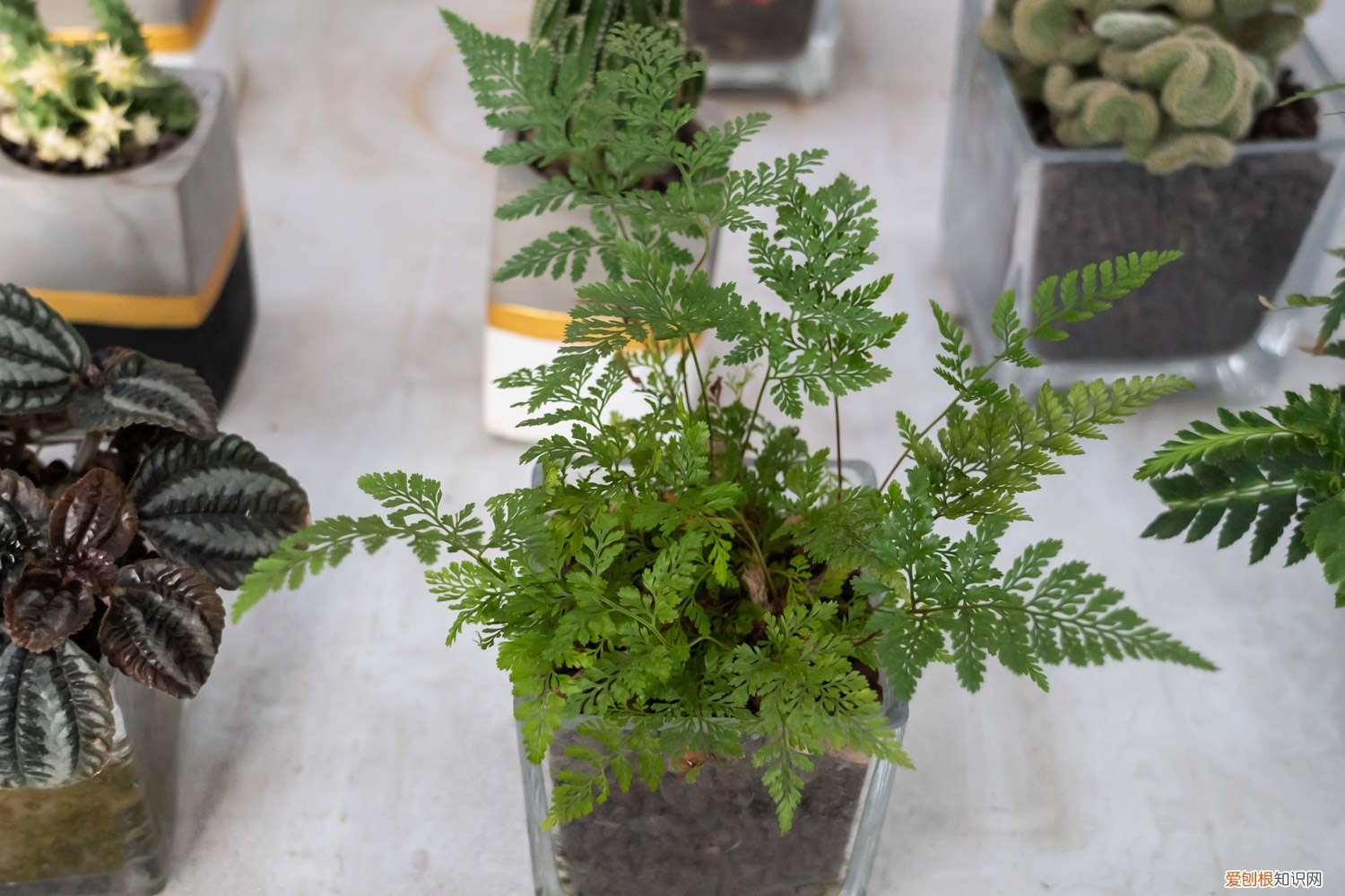 蕨类植物黄叶,烂根怎么办呢 蕨类植物黄叶、烂根怎么办