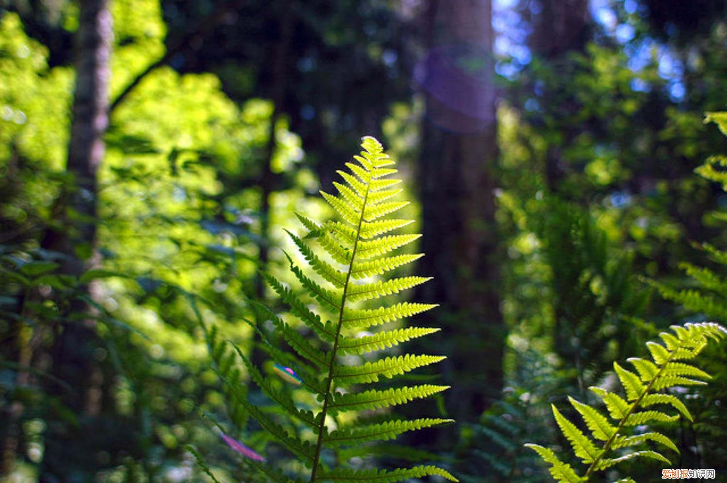 蕨类植物黄叶,烂根怎么办呢 蕨类植物黄叶、烂根怎么办