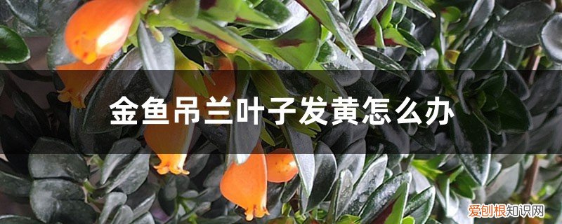 金鱼吊兰叶子发黄怎么办用什么药 金鱼吊兰叶子发黄怎么办