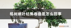 榕树的叶子卷叶变焦 榕树嫩叶枯焦卷曲是怎么回事