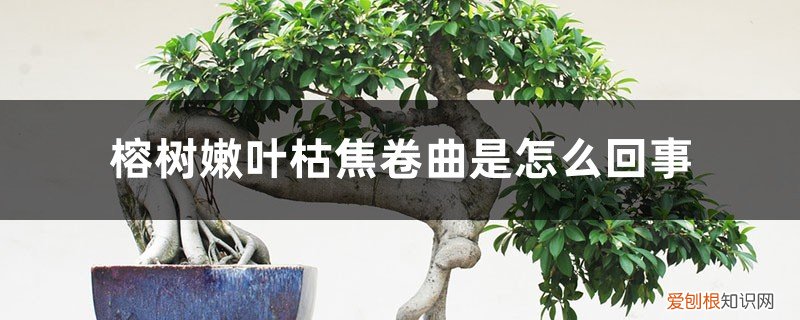 榕树的叶子卷叶变焦 榕树嫩叶枯焦卷曲是怎么回事