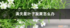 满天星的叶子变黄了怎么办 满天星叶子发黄怎么办