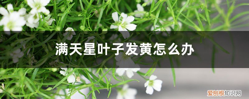 满天星的叶子变黄了怎么办 满天星叶子发黄怎么办